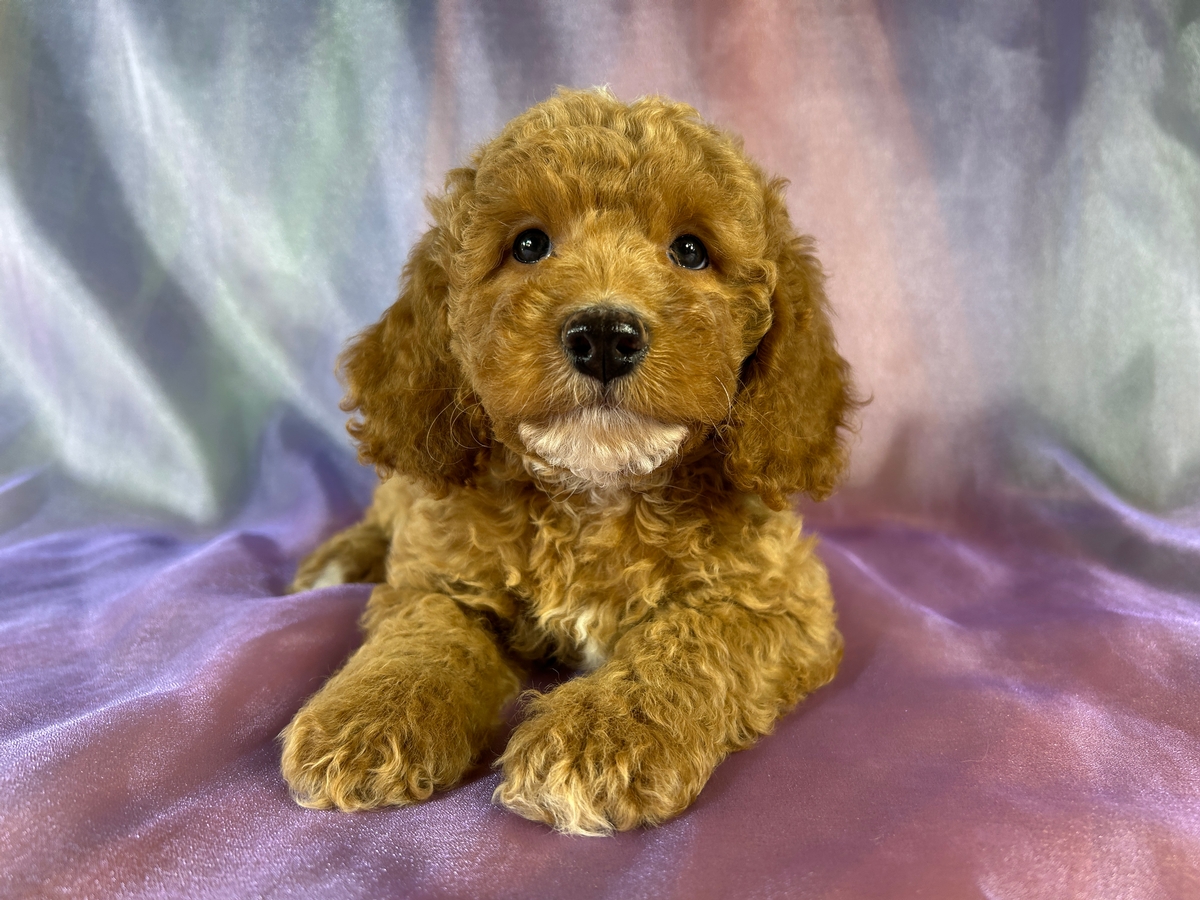 Red Female Cockapoo Puppy for Sale DOB 7-24-2026 $950